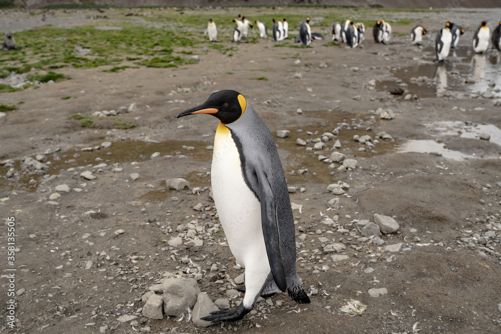 Fototapeta premium King penguin in Fortuna Bay and South Georgia, Antarctica