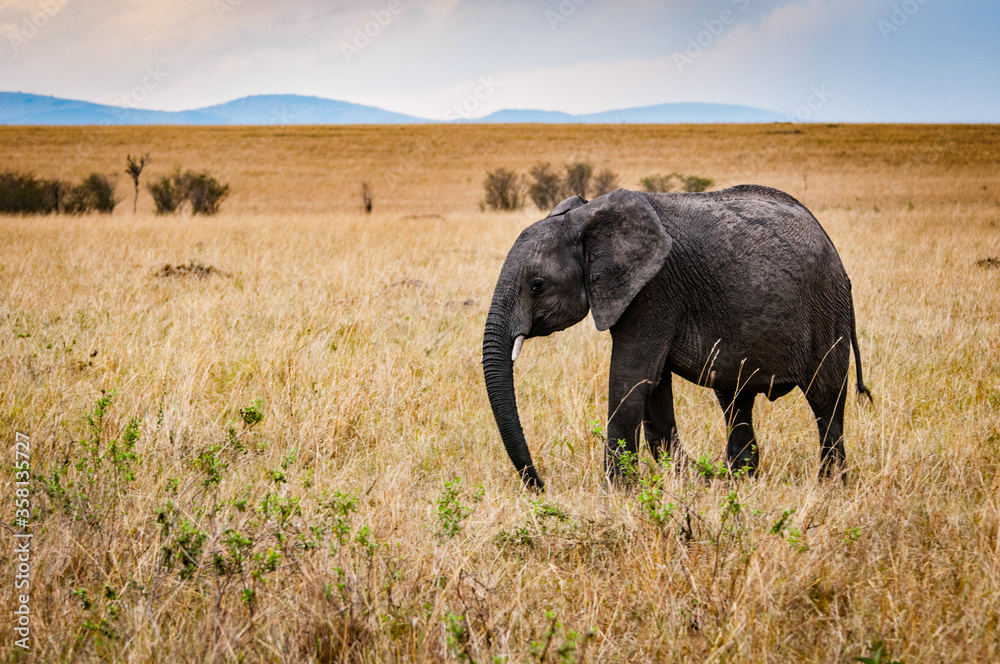 Fototapeta premium It's African elephant walks in Kenya