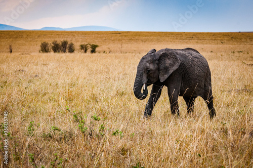 It's African elephant walks in Kenya © Anton Ivanov Photo