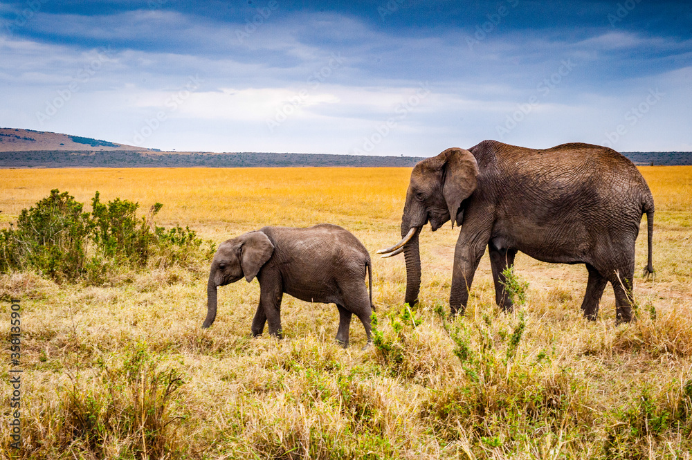 It's African elephant and its little baby in Kenya, Africa