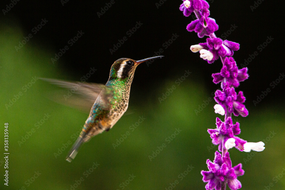 Fototapeta premium White-eared Hummingbird pollinating flower