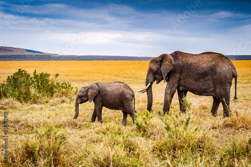 It s African elephant and its little baby in Kenya  Africa