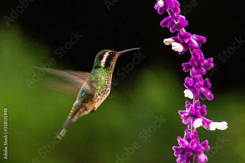 White-eared Hummingbird	pollinating flower