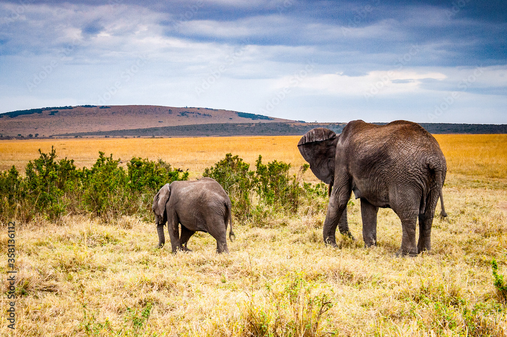 It's African elephant and its little baby in Kenya, Africa It's African elephant and its little baby in Kenya, Africa
