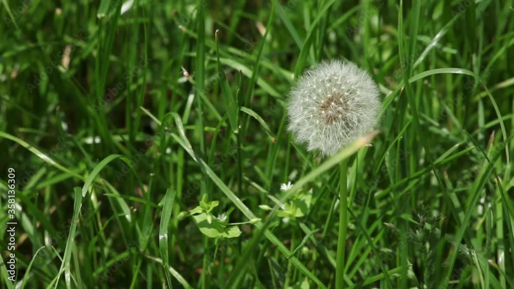 A fluffy dandelion is swaying in a thicket of grass A fluffy dandelion is swaying in a thicket of grass