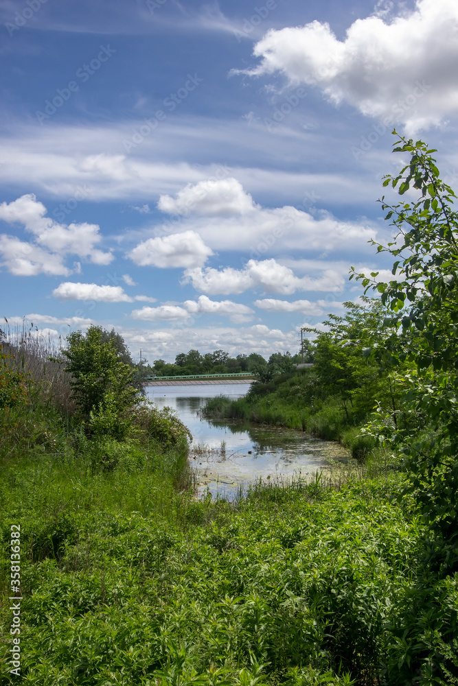 wildflowers and herbs in the south of Russia 