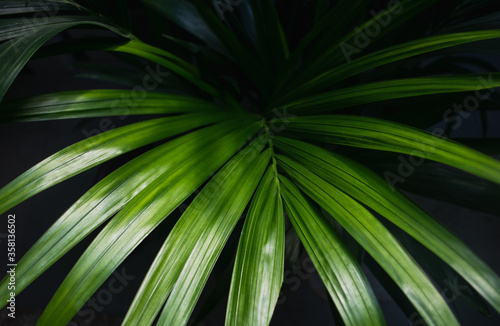 Closeup picture of huge Kentia palm's leaf. photo