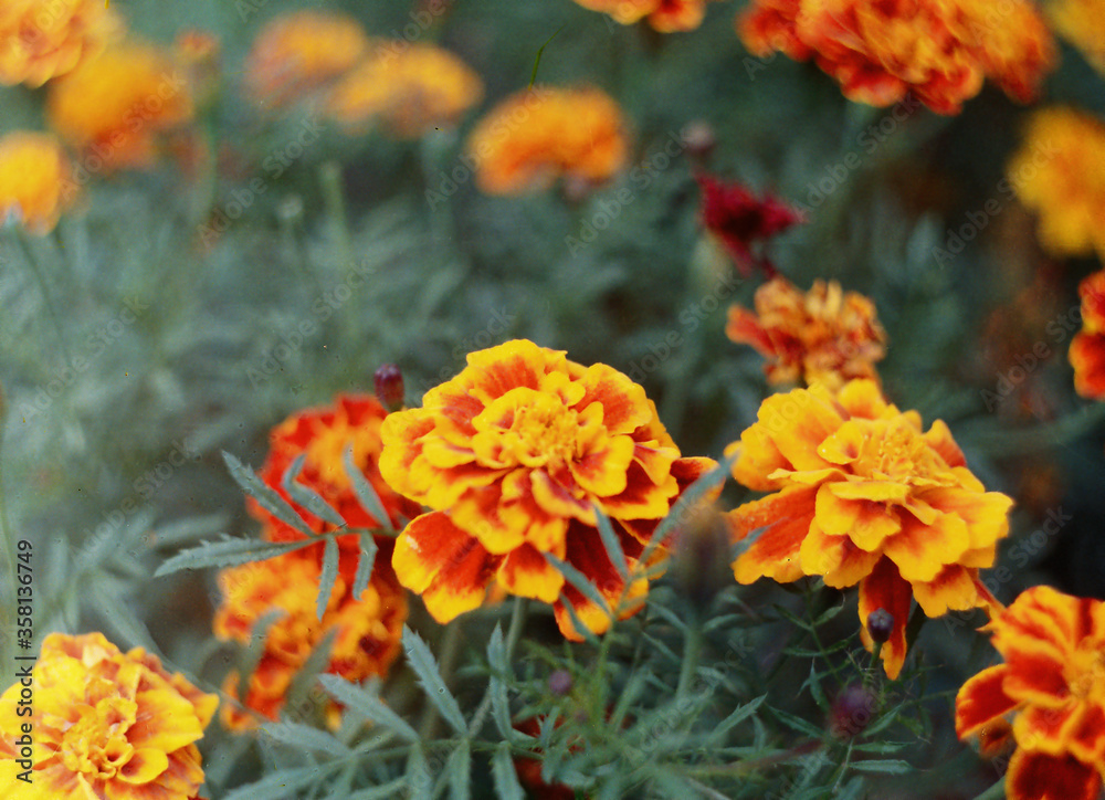 orange and yellow flowers orange and yellow flowers