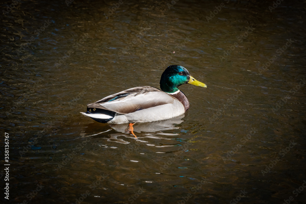 A lone Drake swims in the reservoir of the Peterhof fountains of Petrodvorets. A lone Drake swims in the reservoir of the Peterhof fountains of Petrodvorets.