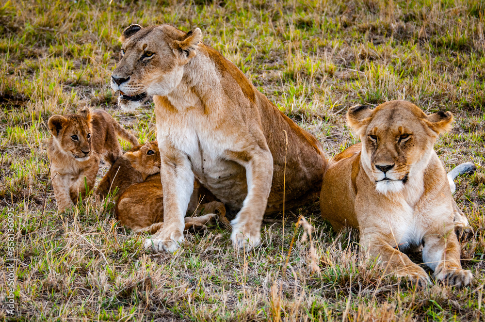 Naklejka premium It's Lioness and her little lion cubs