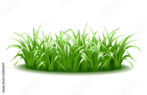 A thick tuft of green, juicy, bright grass.