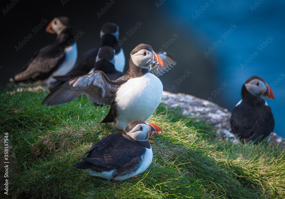 The Atlantic puffin (Fratercula arctica), also known as the common puffin, is a species of seabird in the auk family. The Atlantic puffin (Fratercula arctica), also known as the common puffin, is a species of seabird in the auk family.