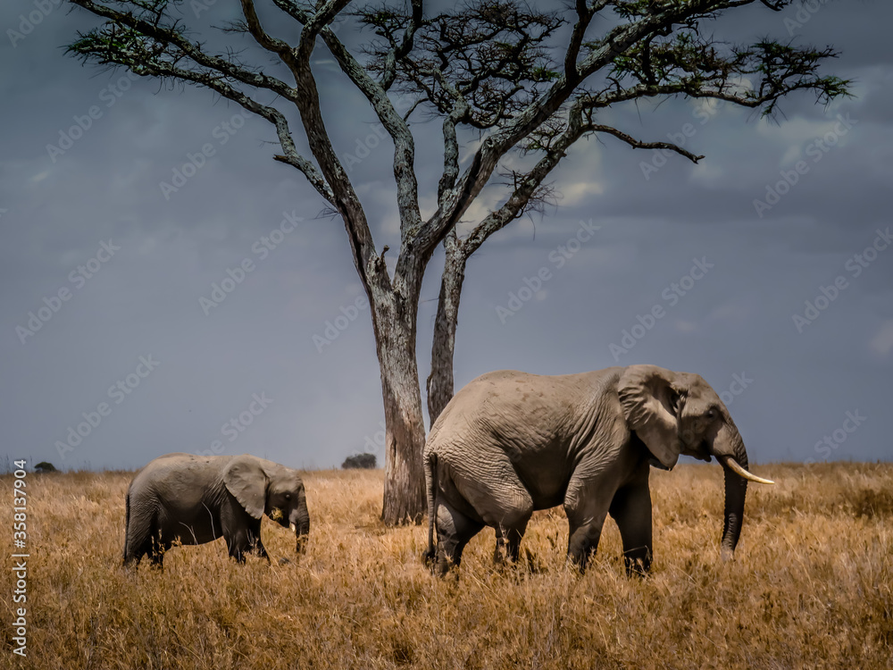 Fototapeta premium Éléphants Afrique