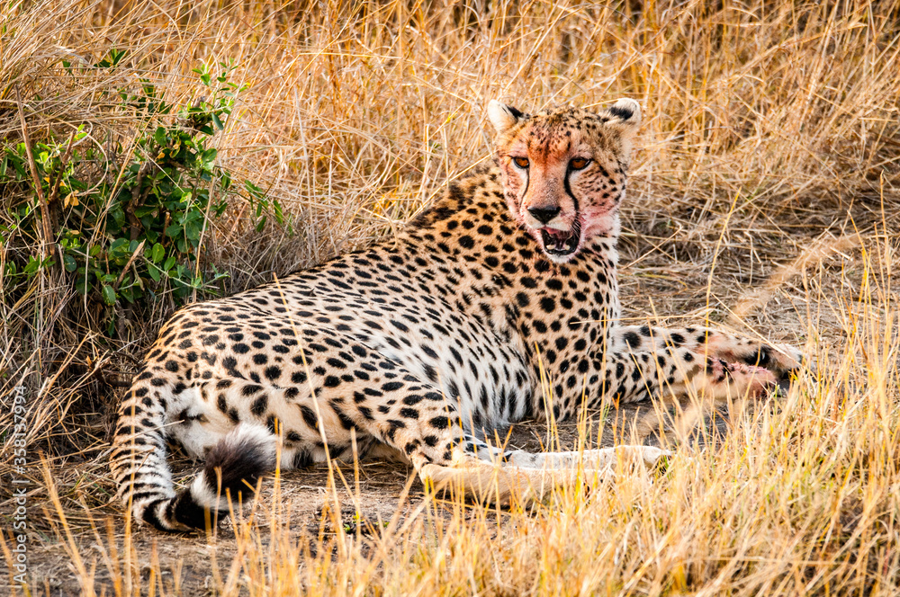 It's Beautiful leopard in the grass in Kenya, Africa It's Beautiful leopard in the grass in Kenya, Africa