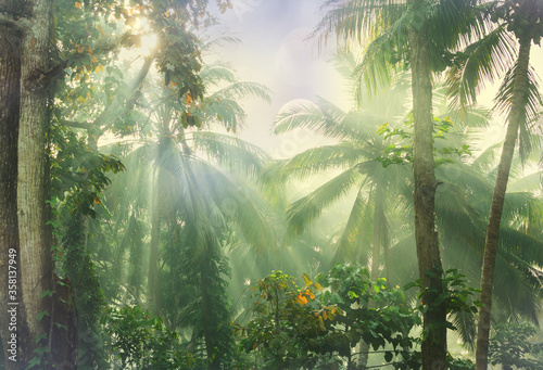 Fototapeta Naklejka Na Ścianę i Meble -  Jungle