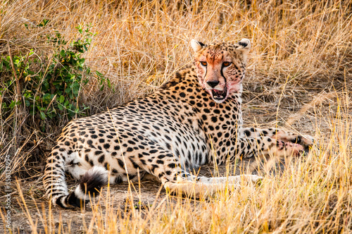 It's Beautiful leopard in the grass in Kenya, Africa © Anton Ivanov Photo