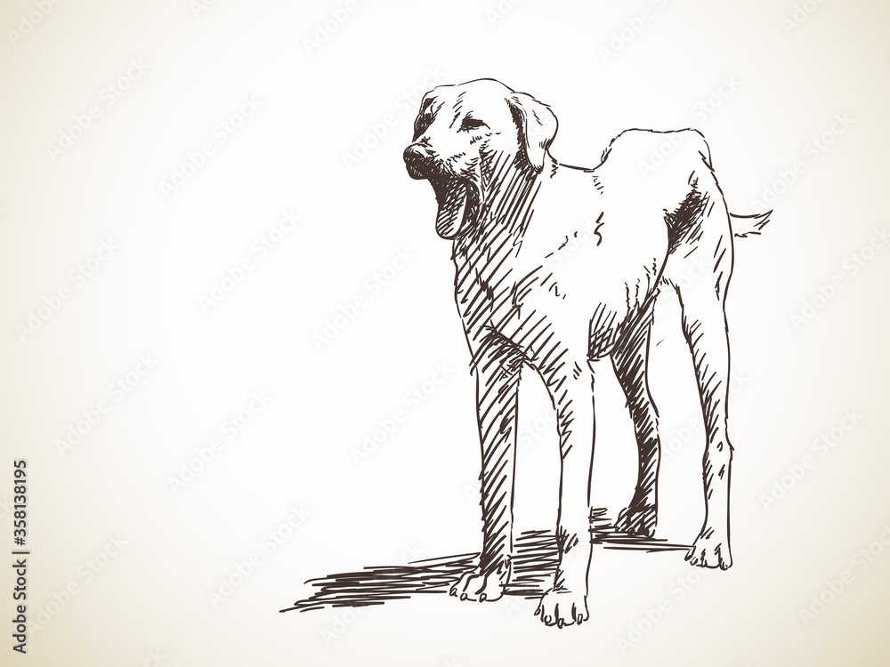 Obraz premium dog