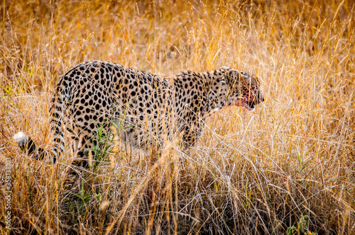 It's Beautiful leopard in the grass in Kenya, Africa