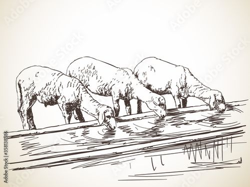 three sheeps drinking water. vector sketch Hand drawn illustration
