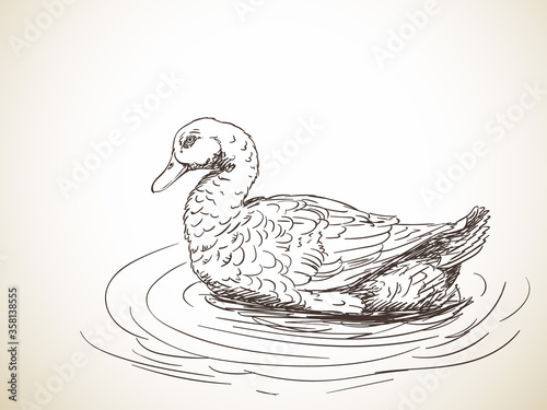 duck