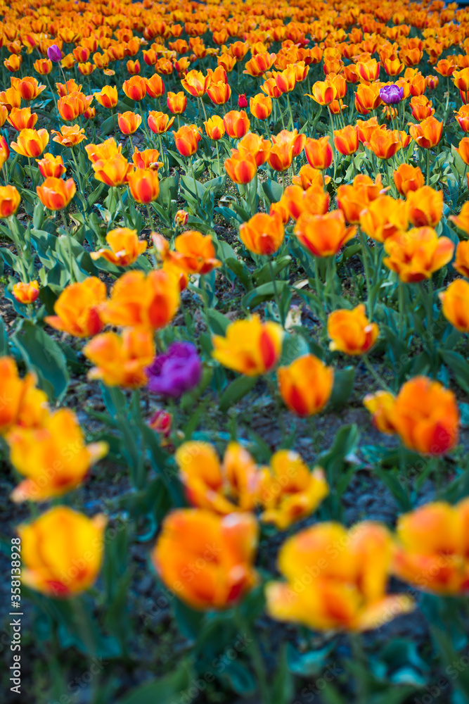 Nature Tulip flower Background/ Summer Easter is when the flowers are blooming behind the house, the flowers are also one of the flowers that bloom in the summer.