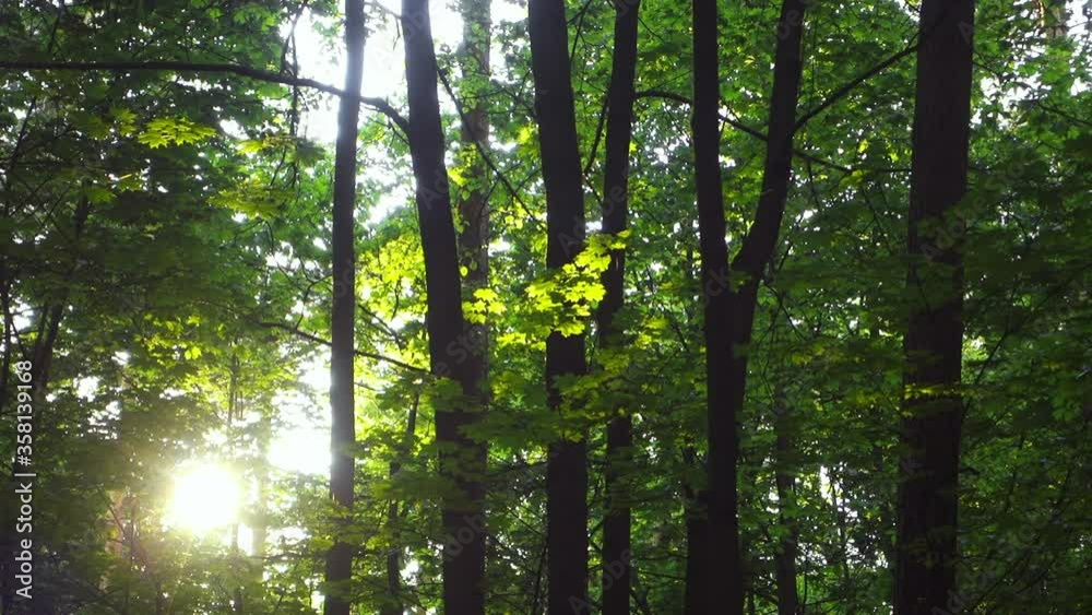 Sunlight seen through branches and trunks of trees on a summer day in forest.