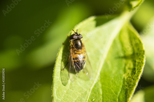 A close up of a Hoverfly resting on a leaf in the morning sunshine