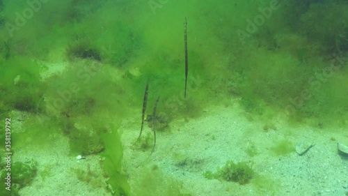 Black-striped pipefish (Syngnathus abaster) in the thickets of seaweed. Fish of the Black Sea photo