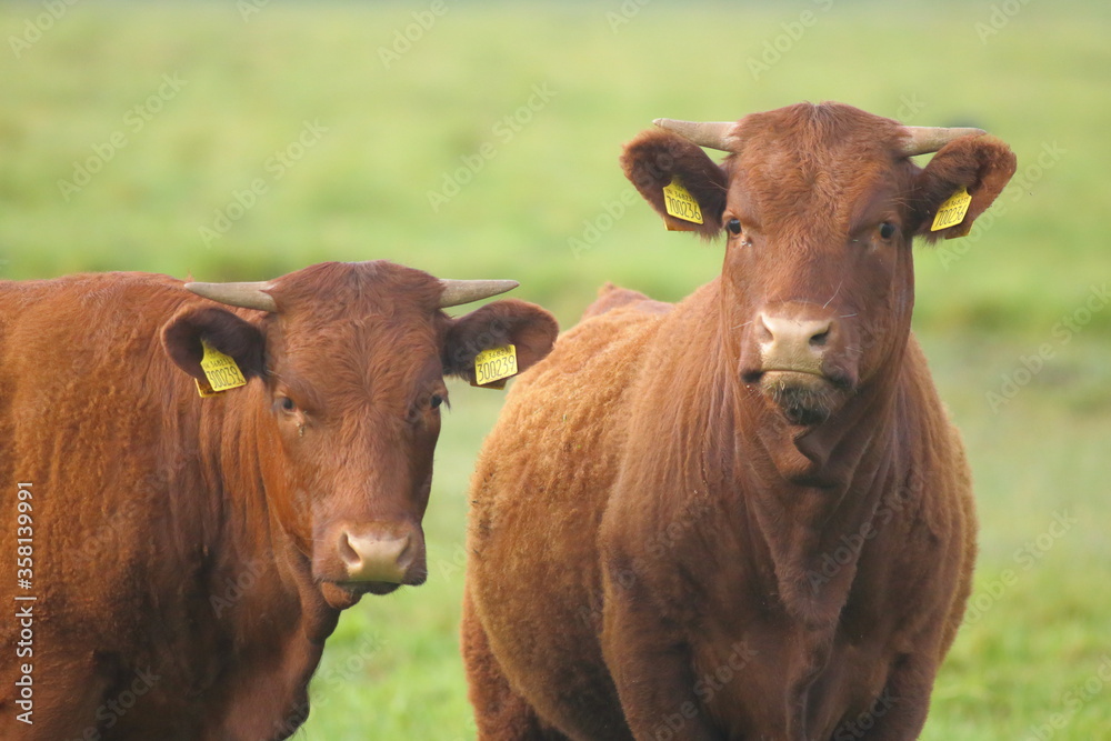 Two Red Angus cattle on the farmland in Devon Two Red Angus cattle on the farmland in Devon