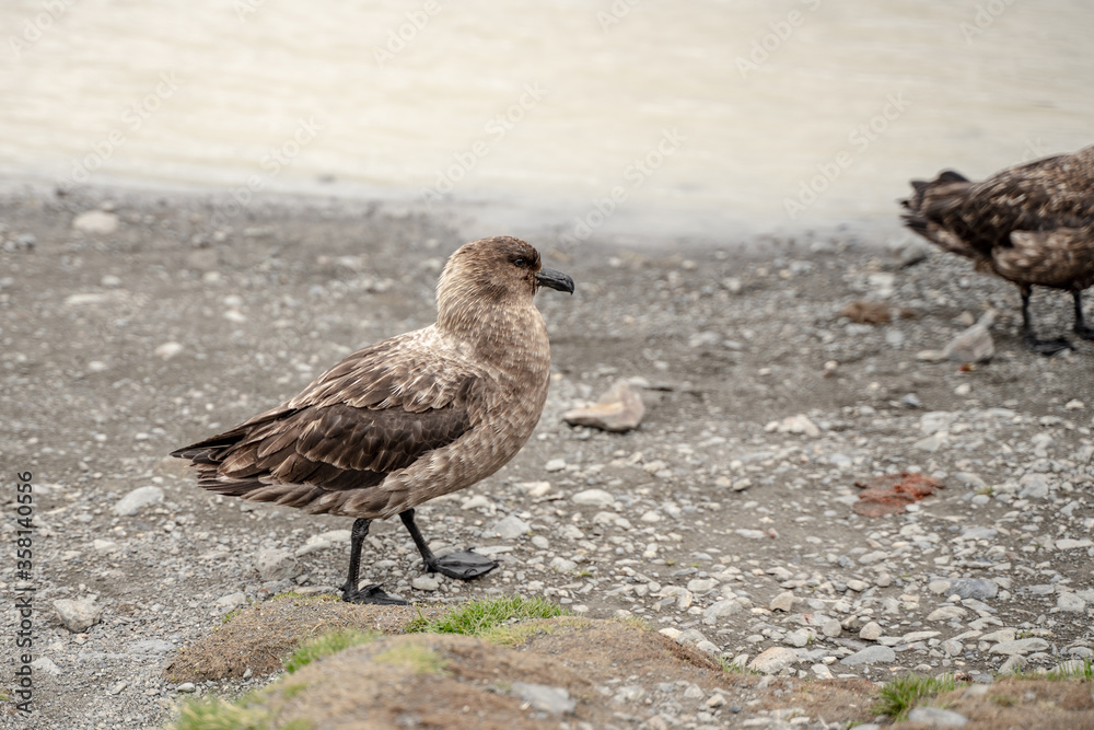 Bird in Fortuna Bay and Falkland islands, Antarctica Bird in Fortuna Bay and Falkland islands, Antarctica