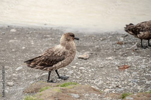 Bird in Fortuna Bay and Falkland islands, Antarctica 