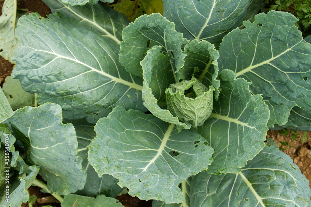 Cabbage plant growing Cabbage plant growing