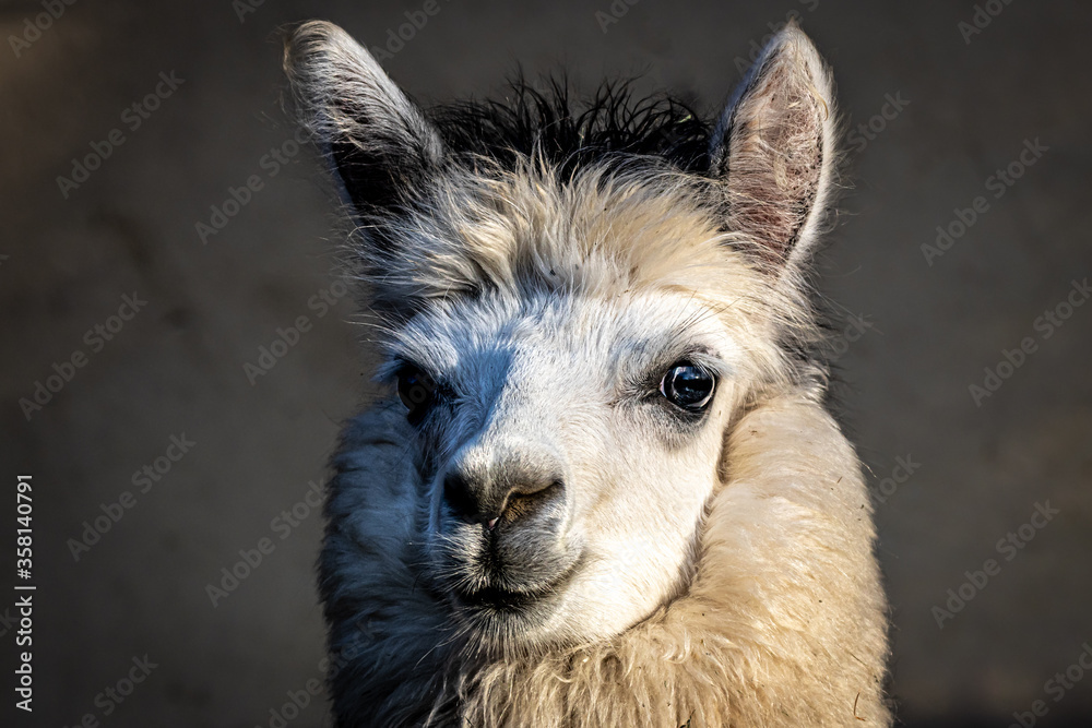 Fototapeta premium profile of a wooly alpaca looking forward