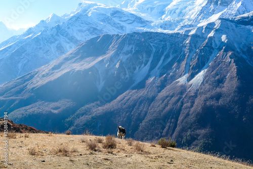 Yak grazing on the harsh slopes of Manang Valley, Annapurna Circus Trek, Nepal, with the view on Annapurna Chain and Gangapurna. Dry and desolated landscape. High, snow capped Himalayan peaks.