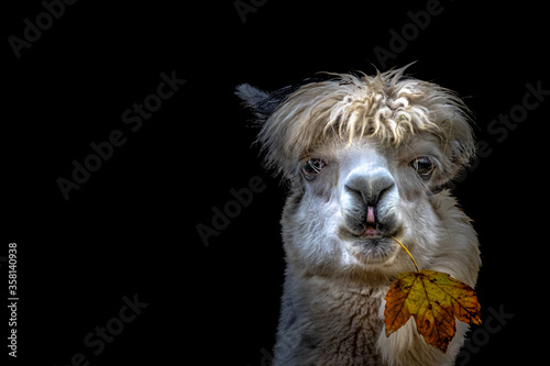 artistic view of an alpaca © Ralph Lear