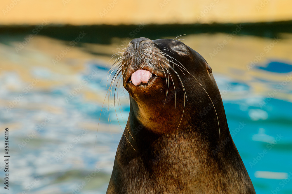 Close up of the Patagonian sea lion showing tongue in the zoo