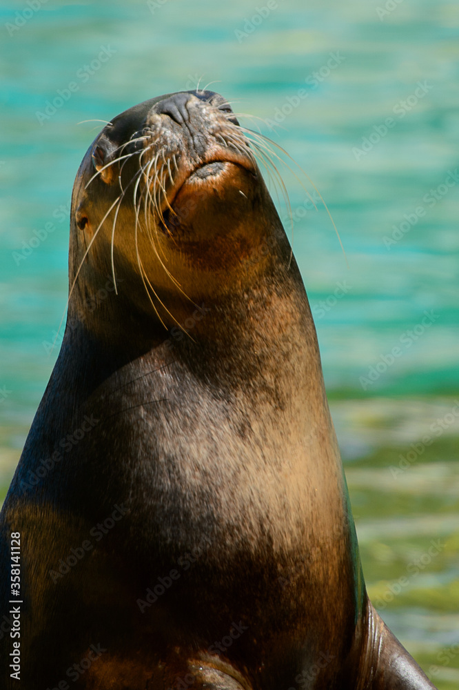 Fototapeta premium Patagonian sea lion in the zoo