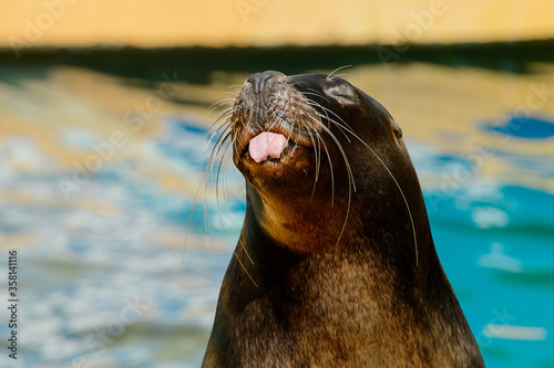 Obraz na płótnie Close up of the Patagonian sea lion showing tongue in the zoo w salonie