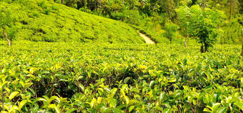 Tea plantation. Shallow depth of field. Wide photo