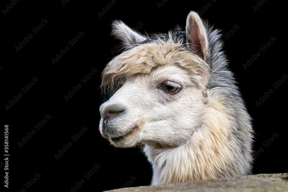 a fine art photo of a male alpaca