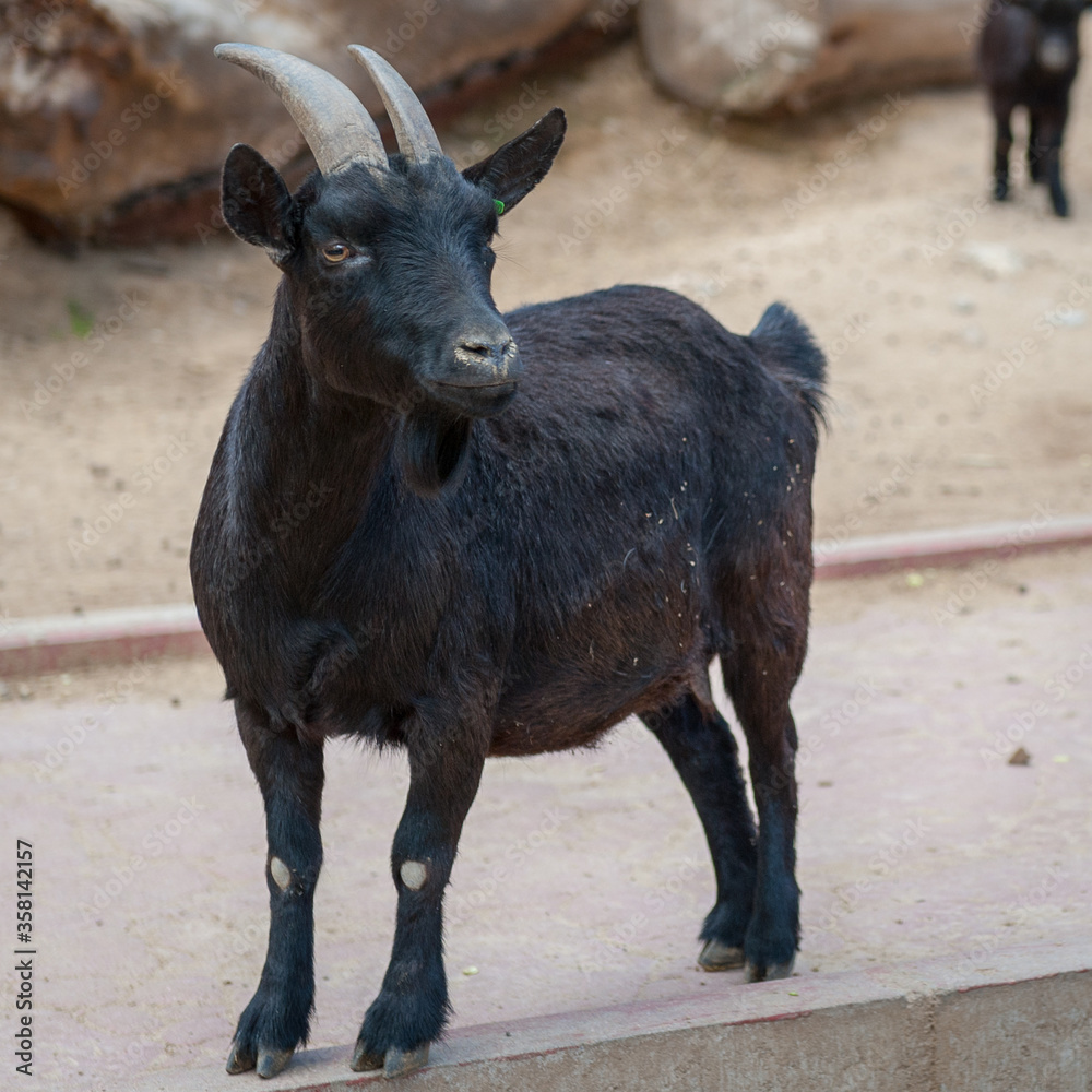 It's Close up of a goat