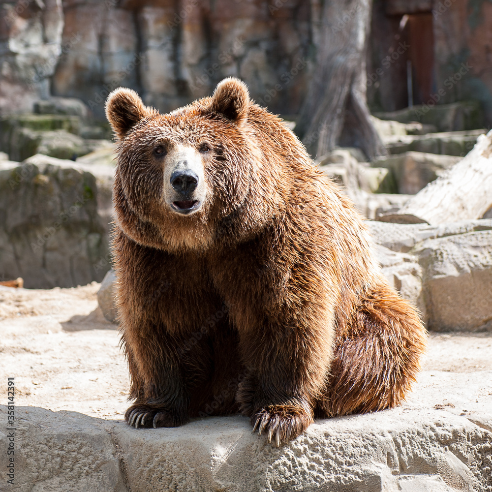 It's Brown bear (Ursus arctos) sits on the rock It's Brown bear (Ursus arctos) sits on the rock