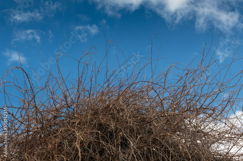 Thicket of dense branches and vines  twisted and arched  before a brilliant blue sky with wispy clouds  horizontal aspect