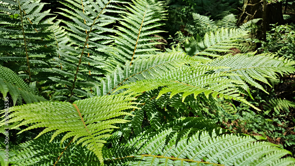 Obraz premium 한라산 둘레길 천아숲길 고사리과 고비