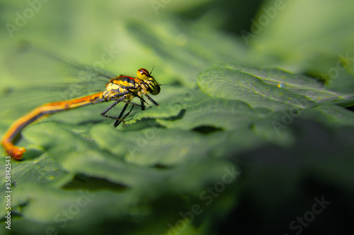 close up of a dragonfly © pawelorchowski