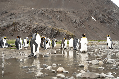 king penguins in antarctica reflecting in a puddle   Fortuna Bay South Georgia 2020