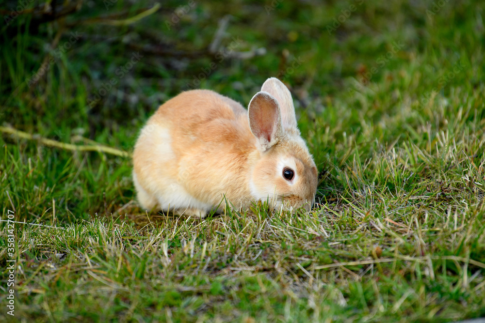 Rabbit on the grass Rabbit on the grass