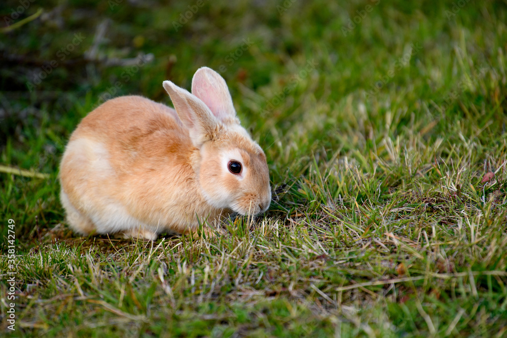 Rabbit on the grass Rabbit on the grass