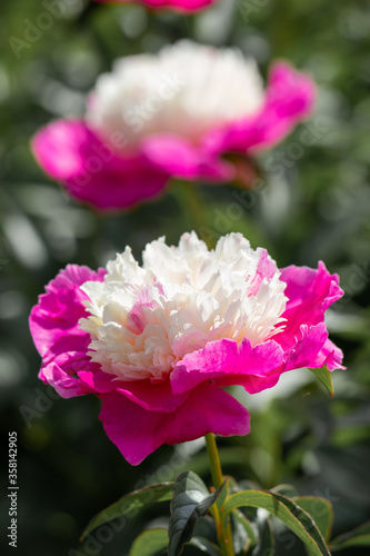 Beautiful pink peonies in the garden.