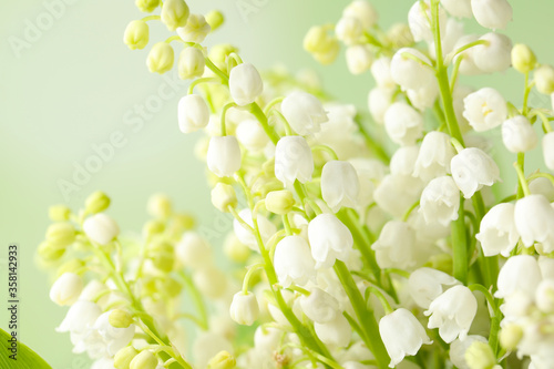 Beautiful lily of the valley flowers on light background  closeup